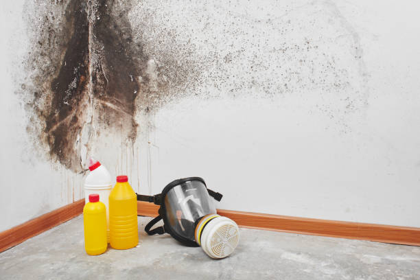 Best Mold Damage Repair  in Thurmont, MD