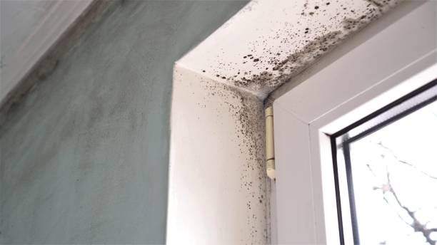 Best Professional Mold Removal  in Thurmont, MD