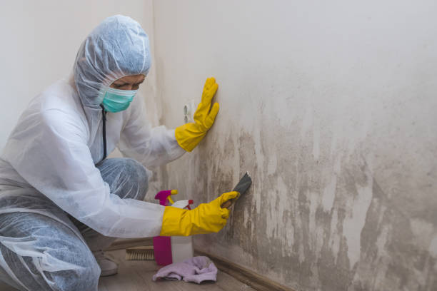 Best Fast Mold Removal  in Thurmont, MD