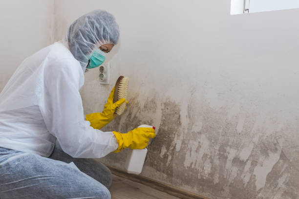 Best Mold Testing and Removal  in Thurmont, MD