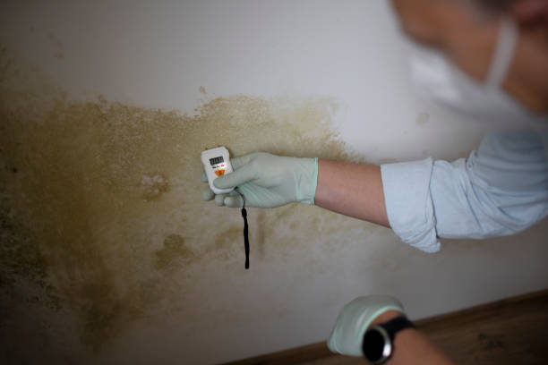 Best Local Mold Removal Service  in Thurmont, MD