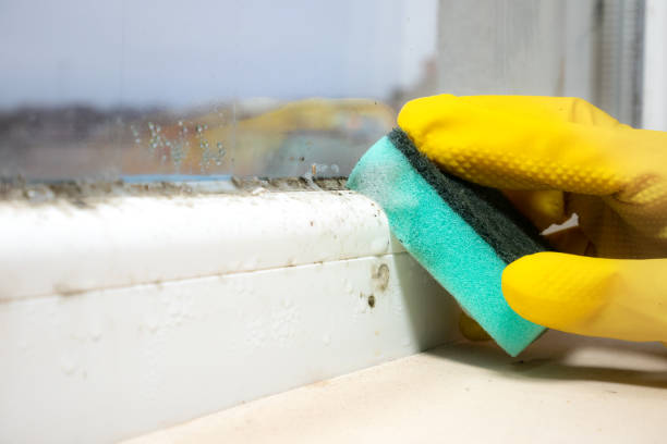 Best Toxic Mold Removal  in Thurmont, MD