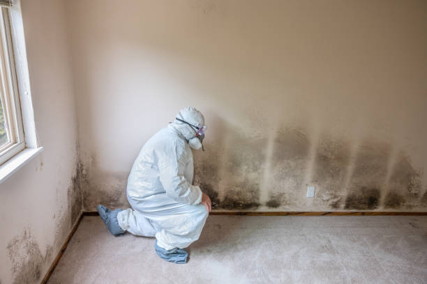 Best Crawl Space Mold Removal  in Thurmont, MD