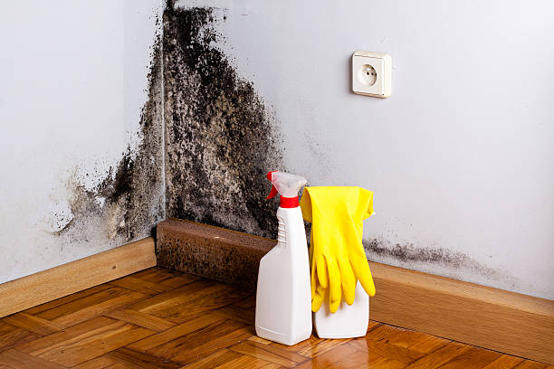 Best Certified Mold Removal  in Thurmont, MD