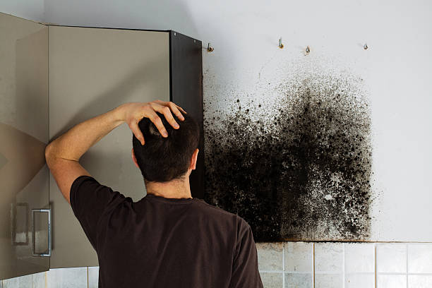 Best Mold Cleaning Services  in Thurmont, MD