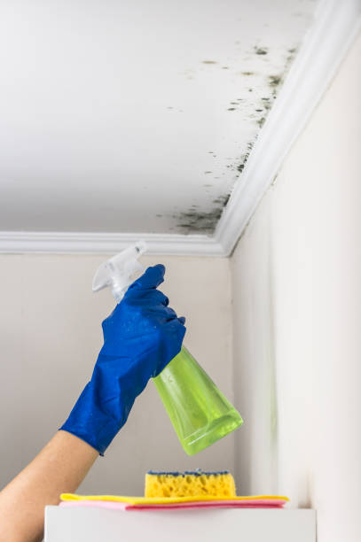 Best Home Mold Removal  in Thurmont, MD